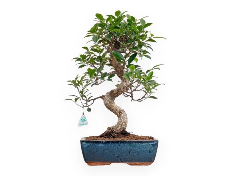 Ficus Retusa - 50 cm