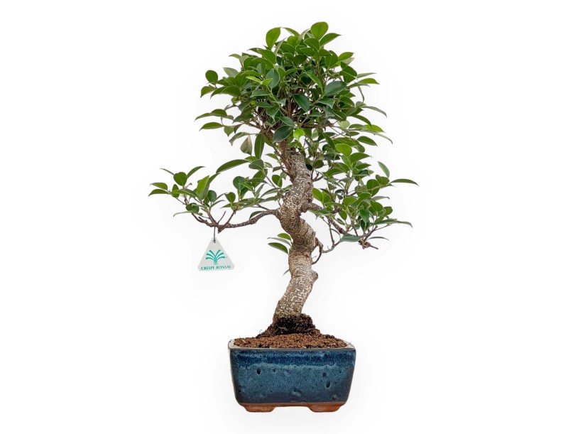 Ficus Retusa - 50 cm