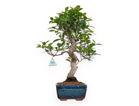 Ficus Retusa - 50 cm