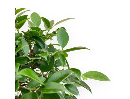 Ficus Retusa - 50 cm