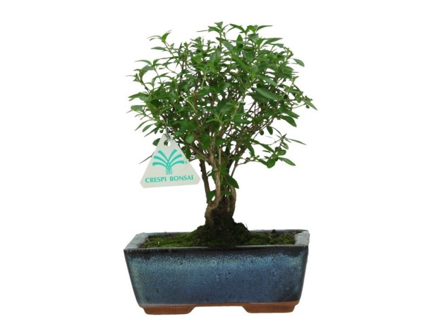 Serissa foetida – 23 cm