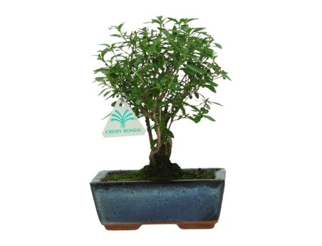 Serissa foetida – 23 cm