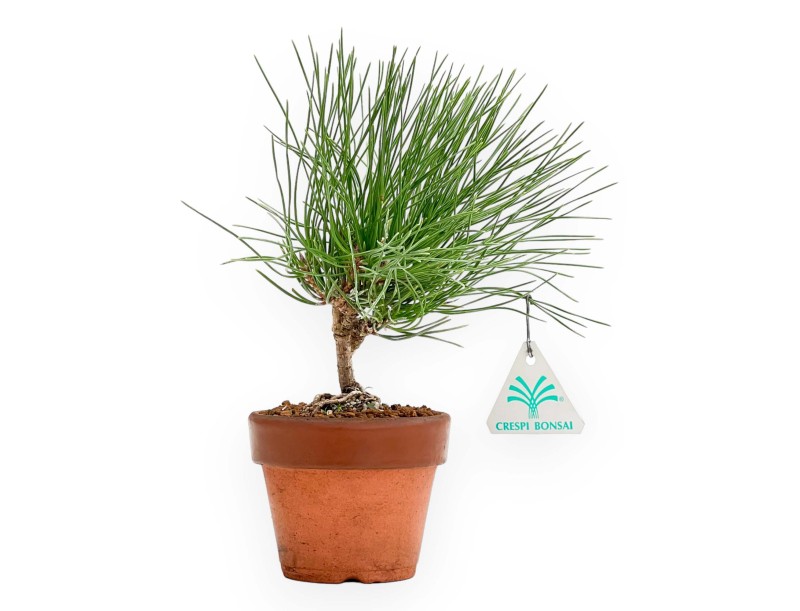 Pinus Thunbergii - Pino Nero - 23 cm