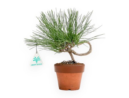 Pinus thunbergii - Zwarte den - 23 cm