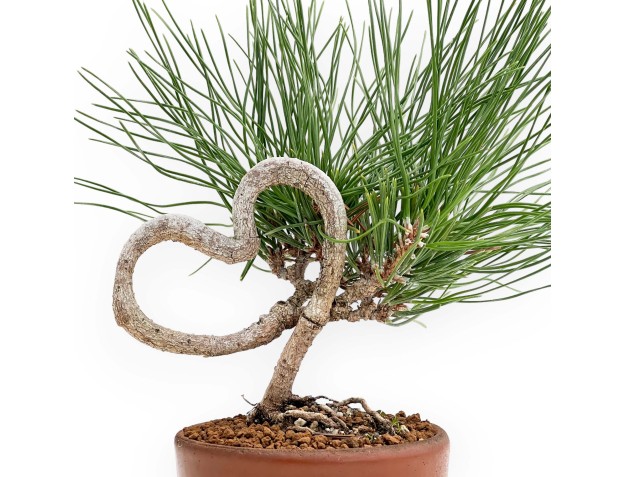 Pinus thunbergii - Pino negro - 23 cm 2