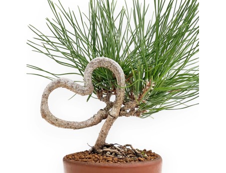 Pinus thunbergii – Schwarzkiefer – 23 cm