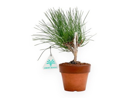 Pinus thunbergii – Black Pine – 23 cm