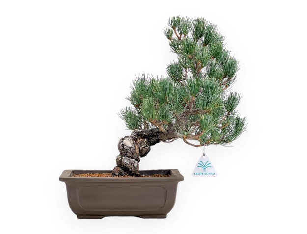 Pinus Pentaphylla - Pine five needles - 38 cm