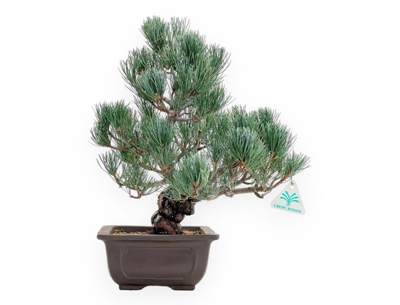 Pinus Pentaphylla - Pine five needles - 38 cm
