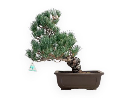 Pinus Pentaphylla - Pino a cinque aghi - 38 cm