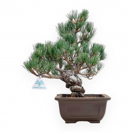 Pinus Pentaphylla - Pine five needles - 38 cm