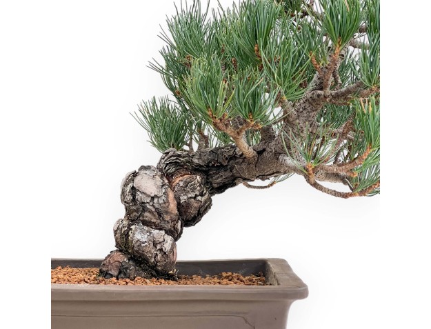 Pinus Pentaphylla - Pine five needles - 38 cm 2