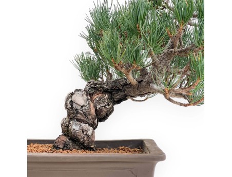 Pinus Pentaphylla - Pin à cinq aiguilles - 38 cm