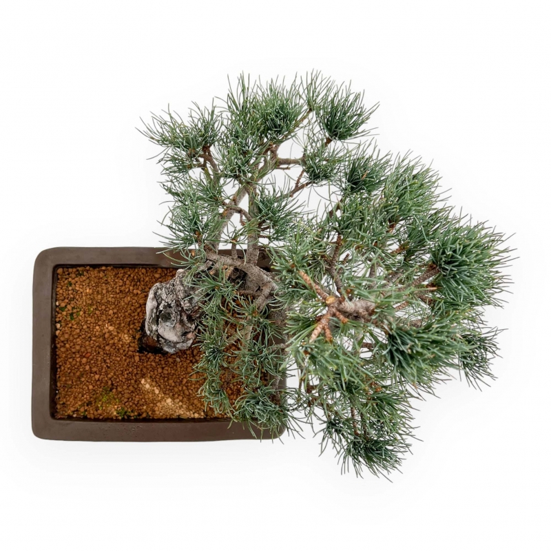 Pinus Pentaphylla - Pine five needles - 38 cm