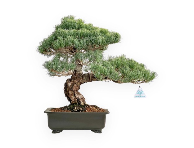 Pinus Pentaphylla - Pino a cinque aghi - 52 cm