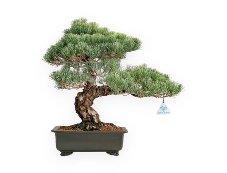 Pinus Pentaphylla - Fünfnadelige Kiefer - 52 cm