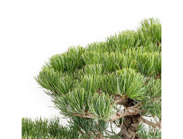 Pinus Pentaphylla - Pine five needles - 52 cm 2