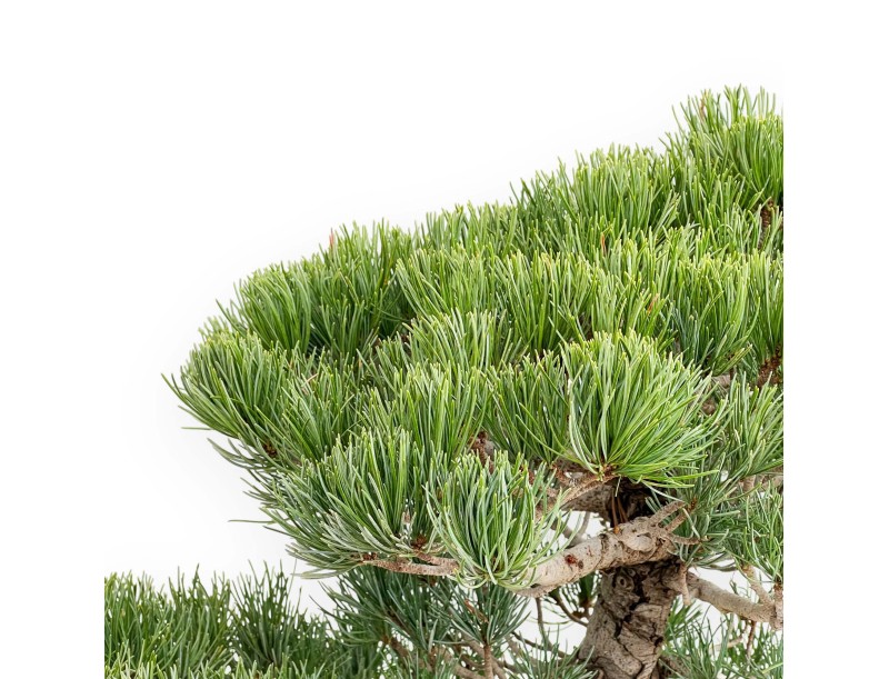 Pinus Pentaphylla - Vijfnaaldsden - 52 cm