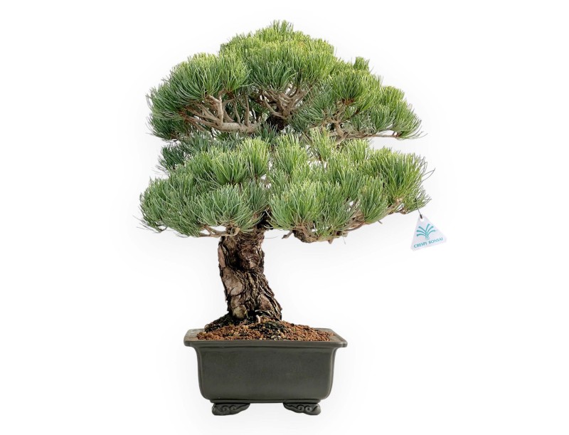 Pinus Pentaphylla - Pino de cinco agujas - 52 cm