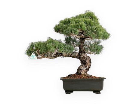 Pinus Pentaphylla - Pino de cinco agujas - 52 cm