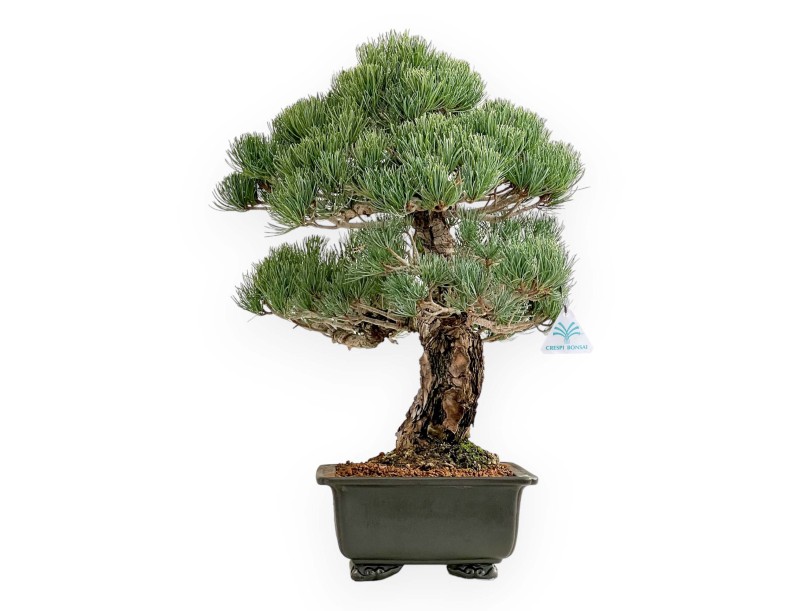 Pinus Pentaphylla - Pine five needles - 52 cm