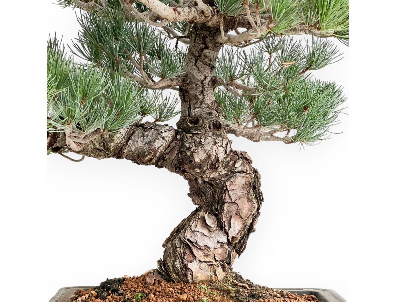 Pinus Pentaphylla - Vijfnaaldsden - 52 cm