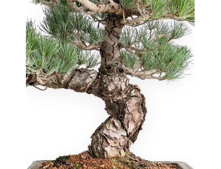Pinus Pentaphylla - Fünfnadelige Kiefer - 52 cm