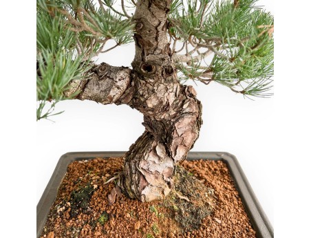 Pinus Pentaphylla - Pine five needles - 52 cm