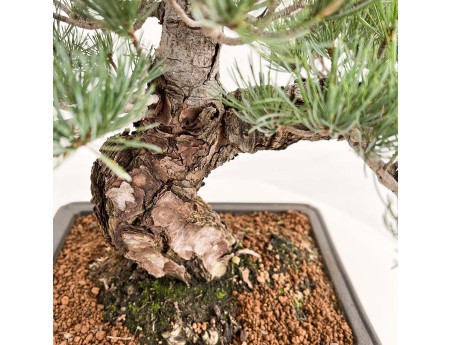 Pinus Pentaphylla - Vijfnaaldsden - 52 cm