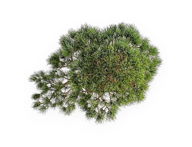 Pinus Pentaphylla - Pino a cinque aghi - 52 cm