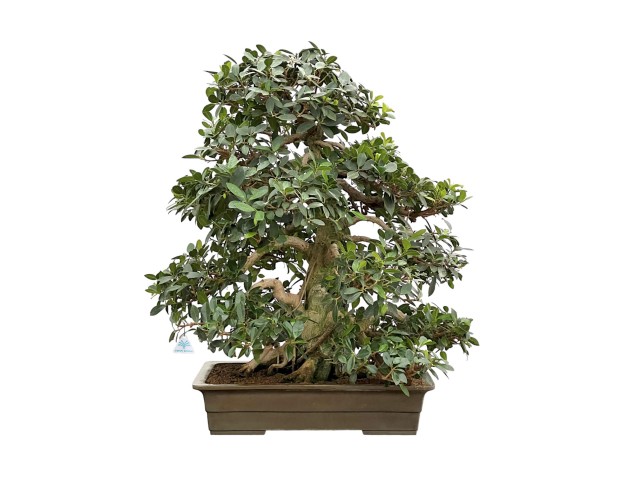 Ficus Formosanum - Fico - 98 cm
