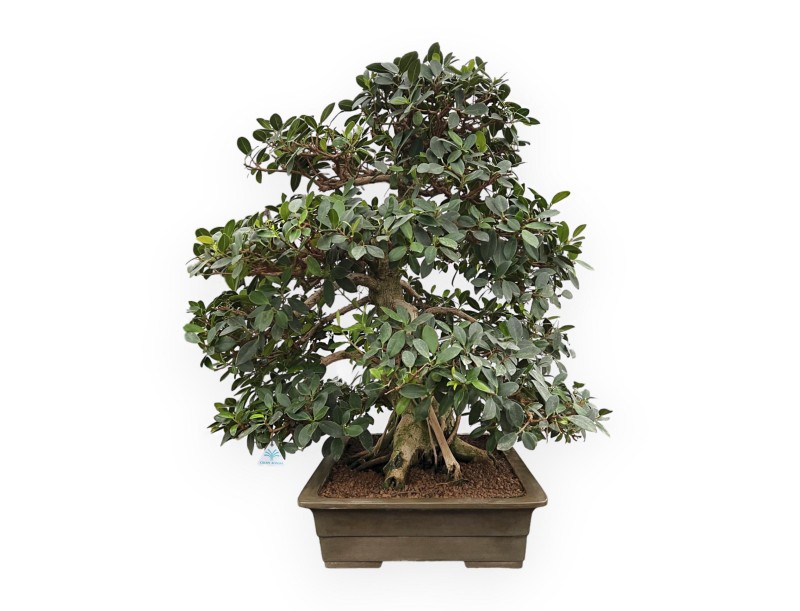 Ficus Formosanum - Fig - 98 cm