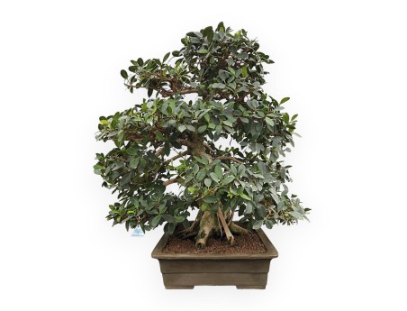 Ficus Formosanum - Figuier - 98 cm