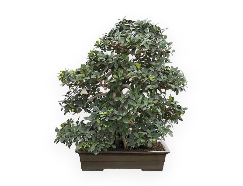 Ficus Formosanum - Fig - 98 cm