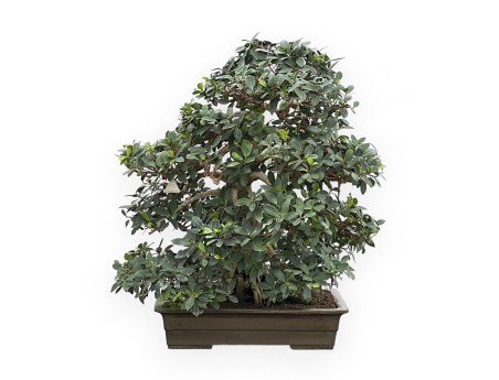 Ficus Formosanum - Fig - 98 cm