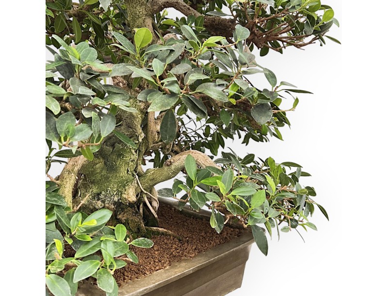 Ficus Formosanum - Fico - 98 cm