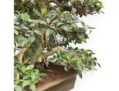 Ficus Formosanum - Figuier - 98 cm