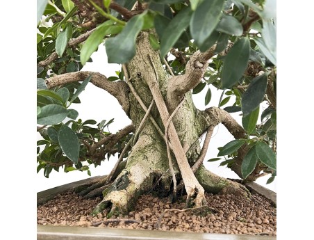 Ficus Formosanum - Figuier - 98 cm