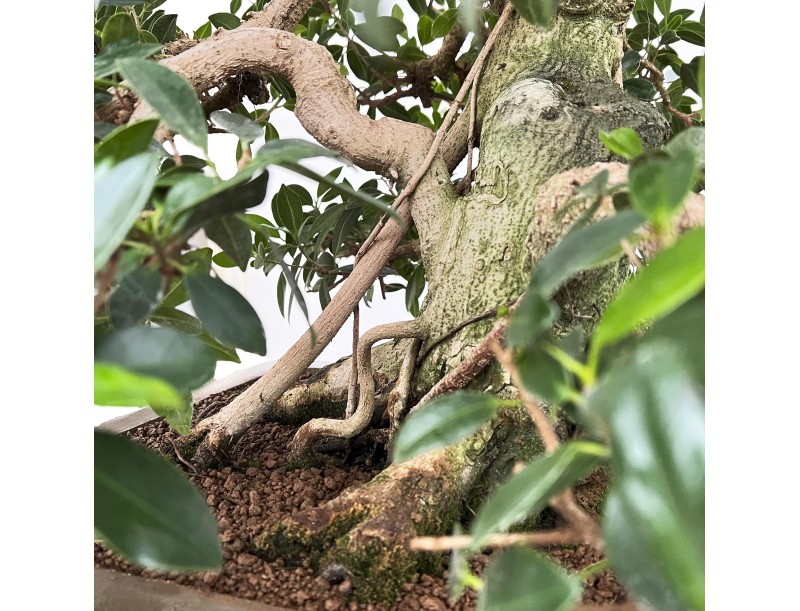 Ficus Formosanum - Figuier - 98 cm
