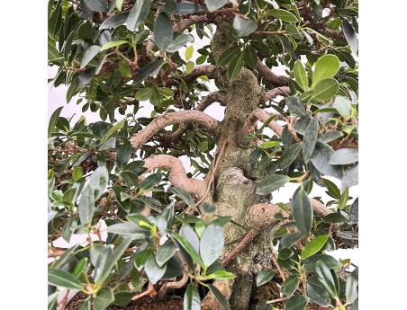 Ficus Formosanum - Figuier - 98 cm