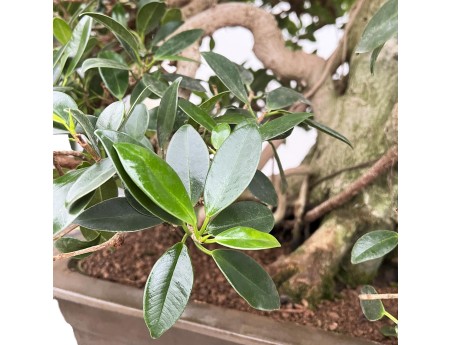 Ficus Formosanum - Figuier - 98 cm