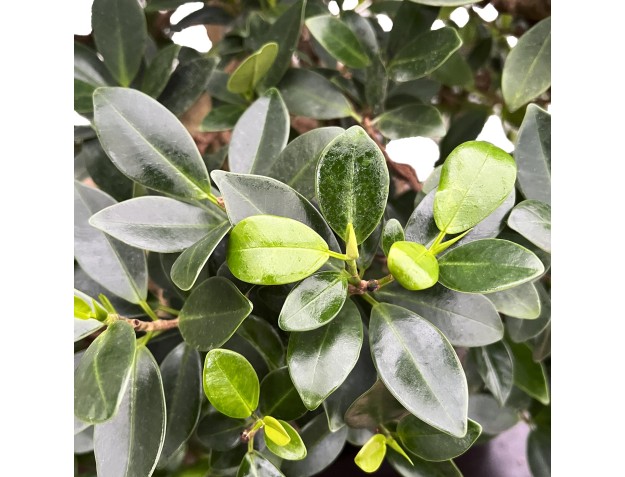 Ficus Formosanum - Fico - 98 cm 2