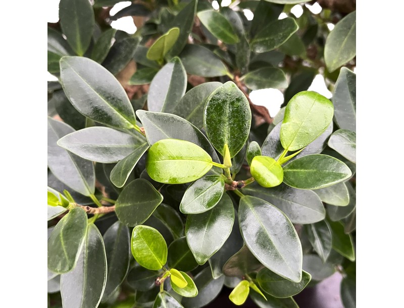 Ficus Formosanum - Figuier - 98 cm