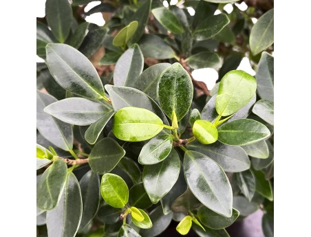 Ficus Formosanum - Fico - 98 cm
