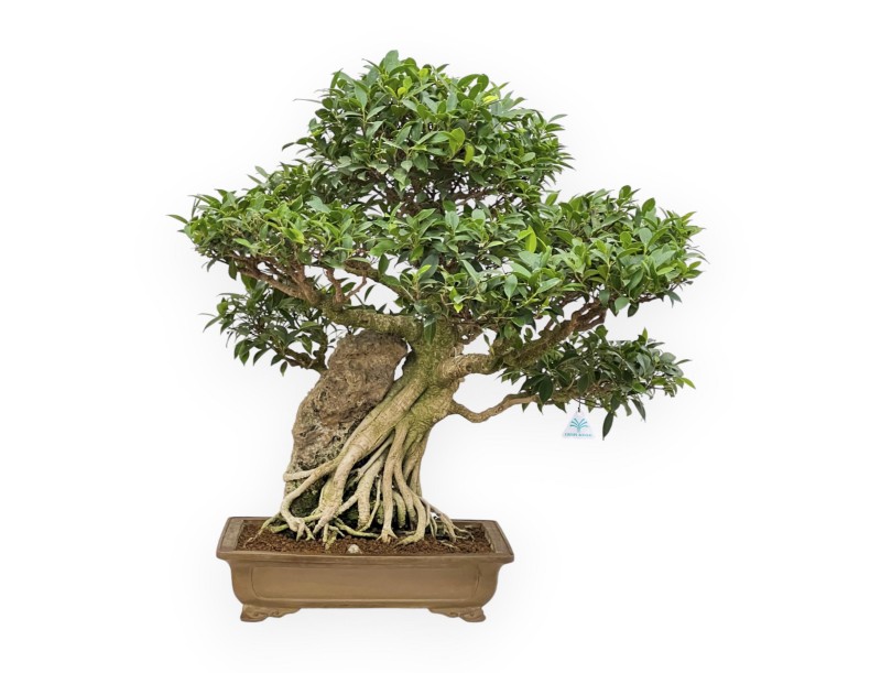 Ficus Retusa - 88 cm
