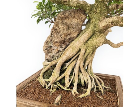 Ficus Retusa - 88 cm