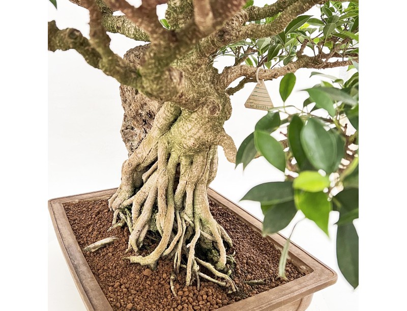 Ficus Retusa - 88 cm