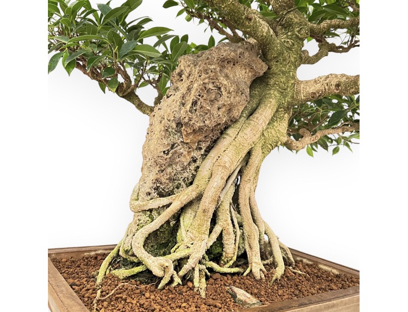 Ficus Retusa - 88 cm