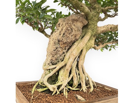 Ficus Retusa - 88 cm