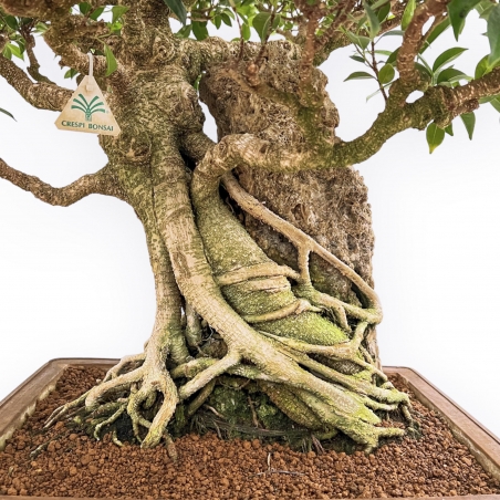 Ficus Retusa - 88 cm